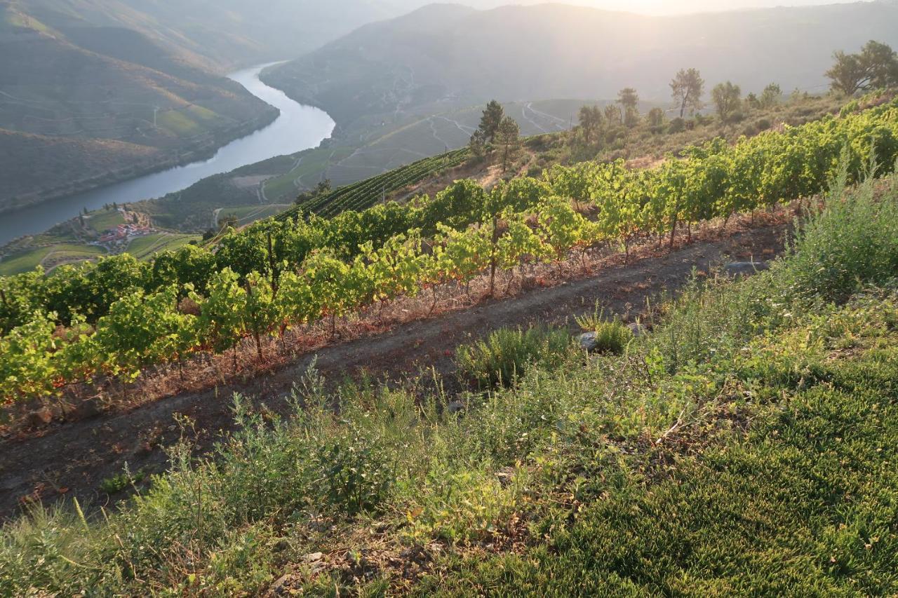 Stay At The Winemaker Ervedosa do Douro Luaran gambar