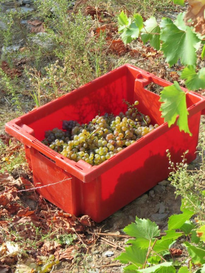 Stay At The Winemaker Ervedosa do Douro Luaran gambar
