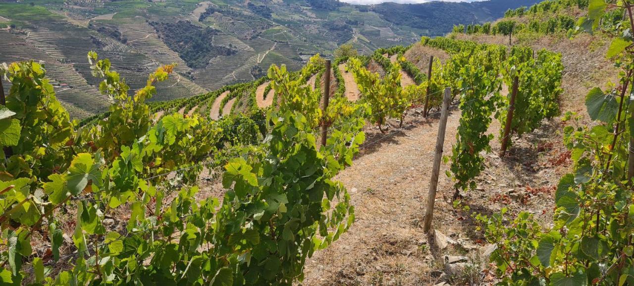 Stay At The Winemaker Ervedosa do Douro Luaran gambar